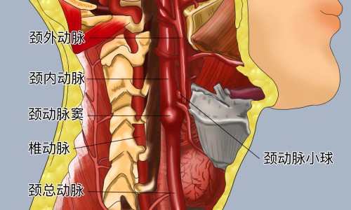 大白萝卜功效和作用-大白萝卜功效网-分享白萝卜的功效与作用10大功效，大白萝卜功效与禁忌知识库