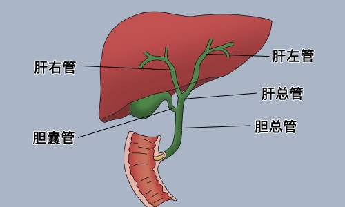 大白萝卜功效网-分享白萝卜的功效与作用10大功效，大白萝卜功效与禁忌知识库